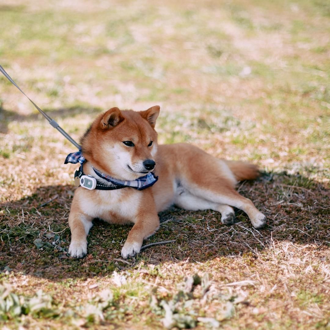 Shiba Festival 2023 柴数百頭が集まる大きなミートアップ