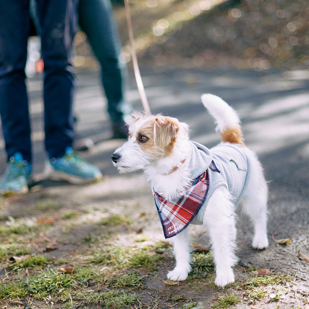 Jack Russell Terrier Festival 2023 ジャックラッセルテリア数百頭が