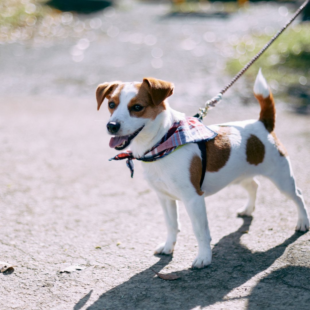 Jack Russell Terrier Festival 2023 ジャックラッセルテリア数百頭が