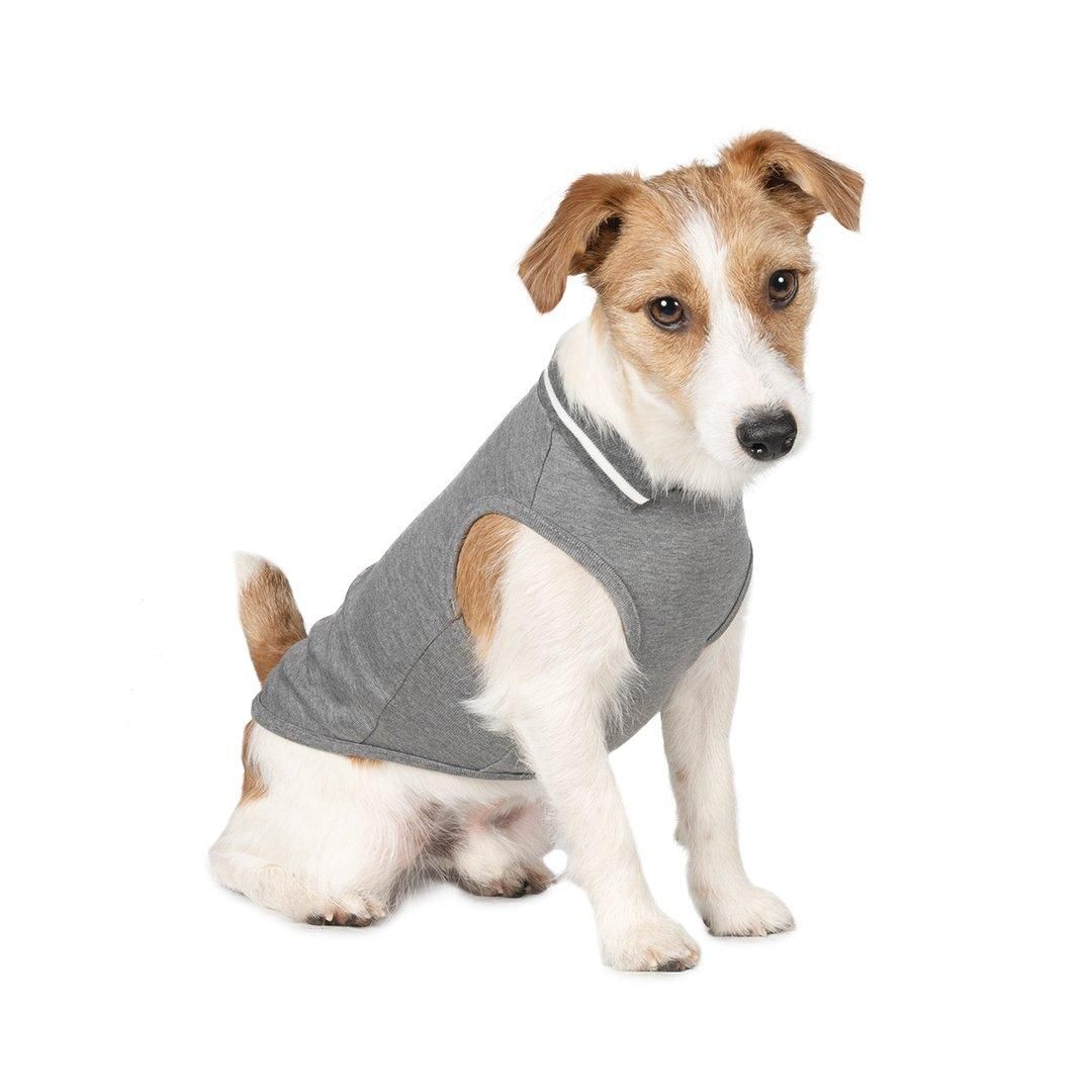 ジャックラッセルテリアフェスティバル2024 撮影会予約ページ