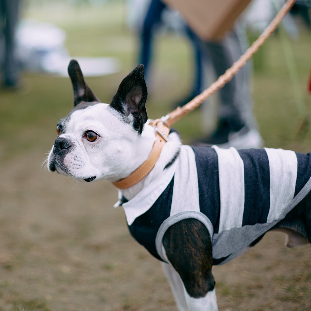 Boston Terrier Festival 2023 ボストンテリア数百頭が集まる大きな