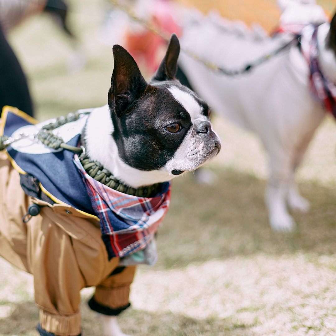 Boston Terrier Festival 2023 ボストンテリア数百頭が集まる大きなボステリオフ会が開催決定しました！