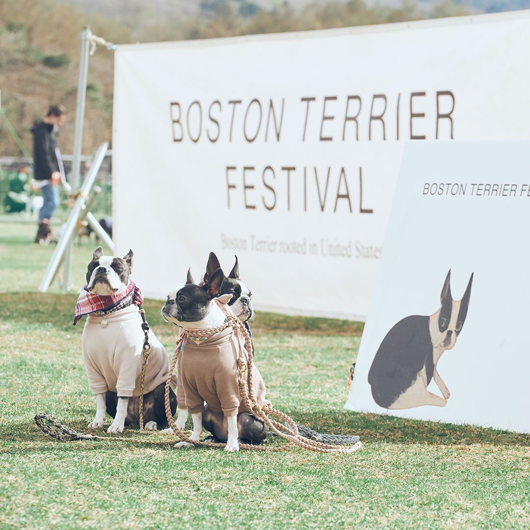 Boston Terrier Festival 2023 ボストンテリア数百頭が集まる大きな