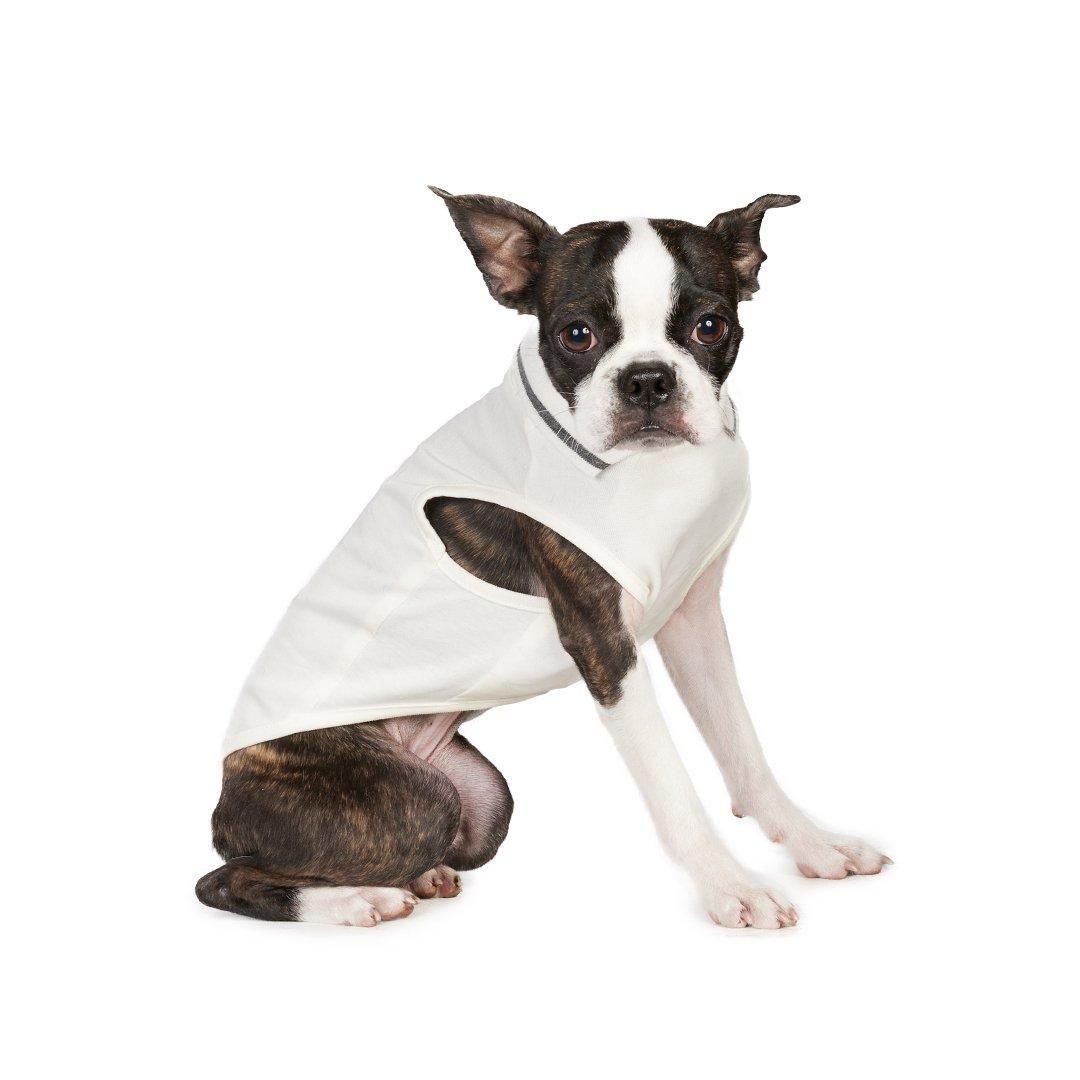 ボストンテリアフェスティバル2025 チャリティ撮影会予約ページ