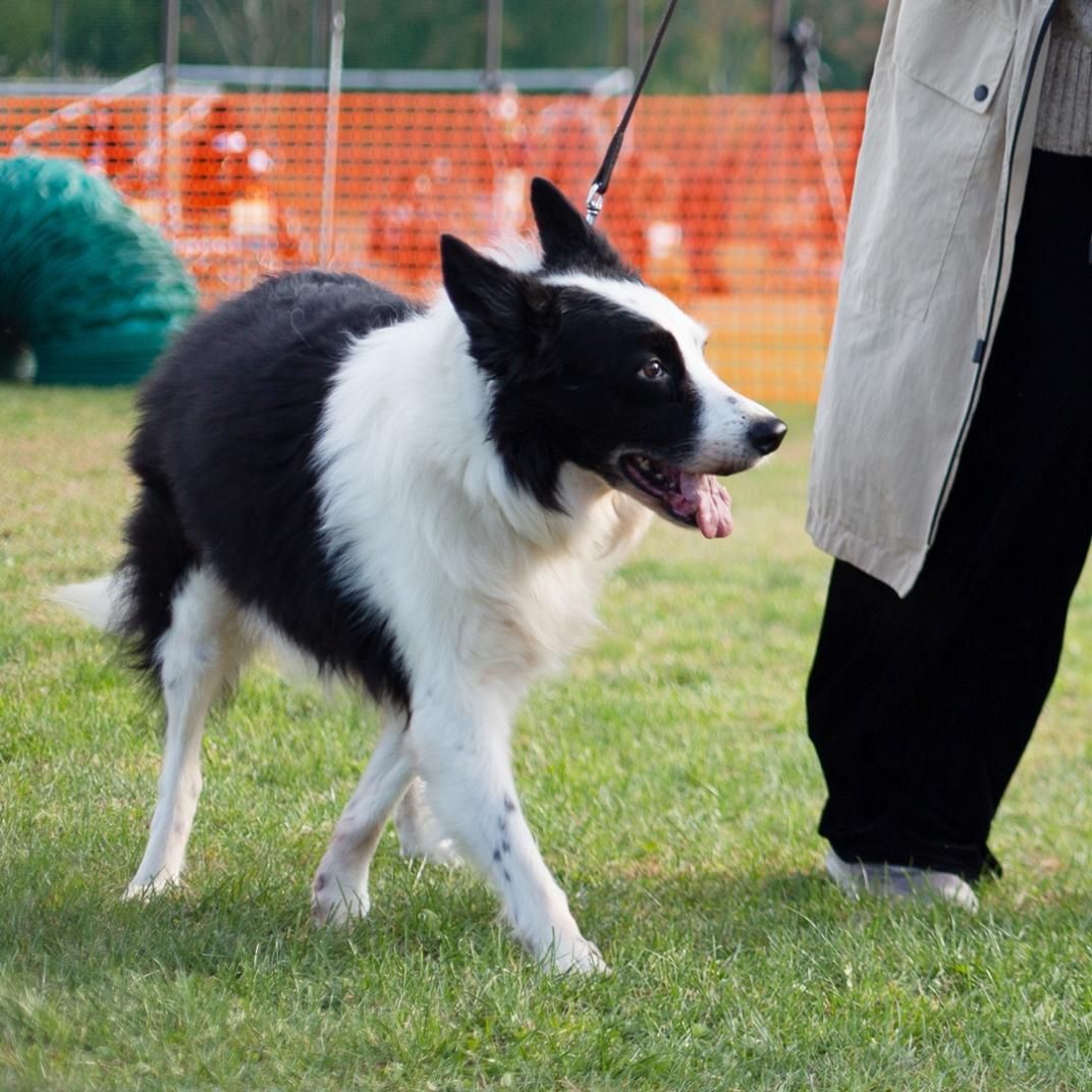 激安通販販売 Border Collie - ボーダー コリー Tシャツ dumaninho.com.br