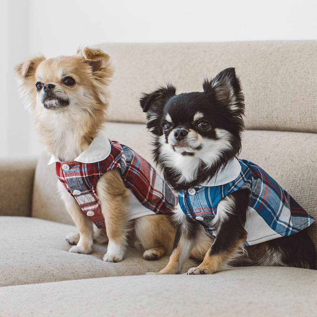 新品 犬服 freestitch フリーステッチ シャツ マドラスチェックシャツ - ドッググッズ・猫グッズ通販 free