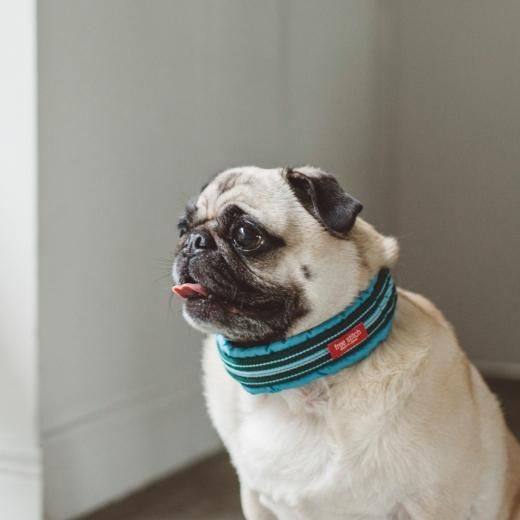 パグ - ドッググッズ・猫グッズ通販 free stitch（フリーステッチ）