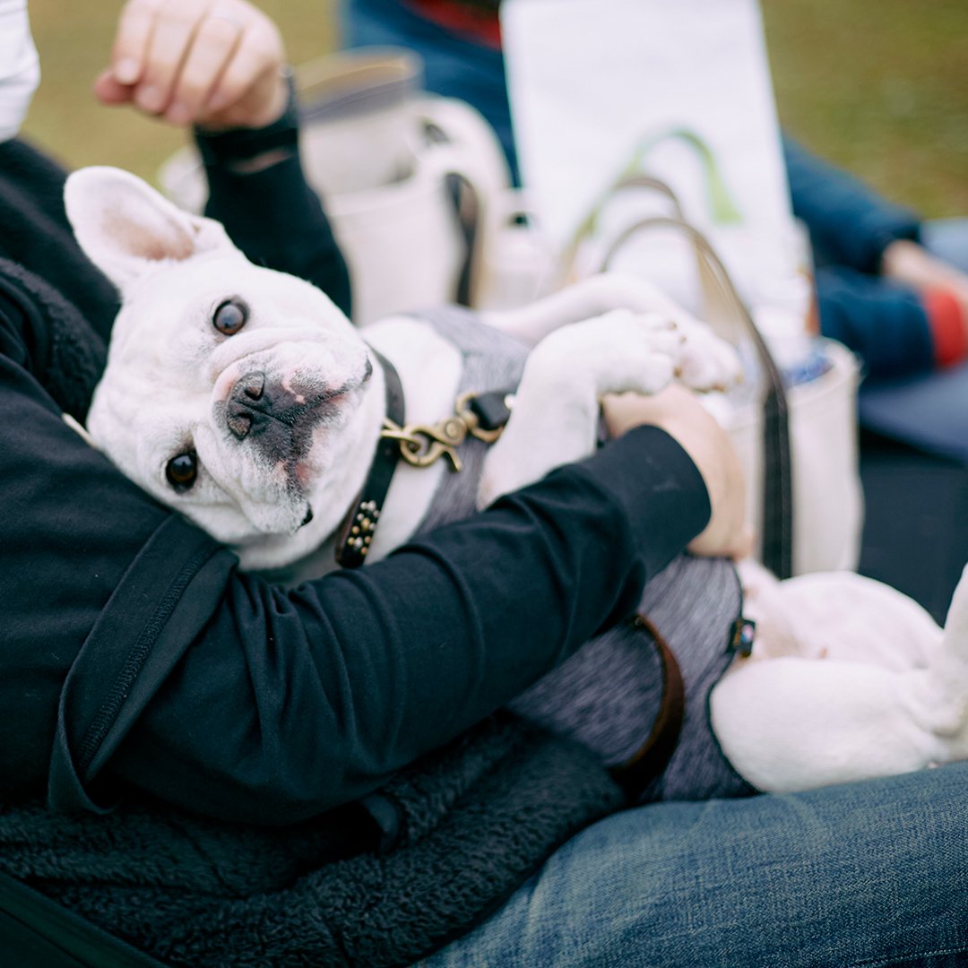 French Bulldog MEET UP 2022 フレブルが数百頭が集まる大きなフレブル