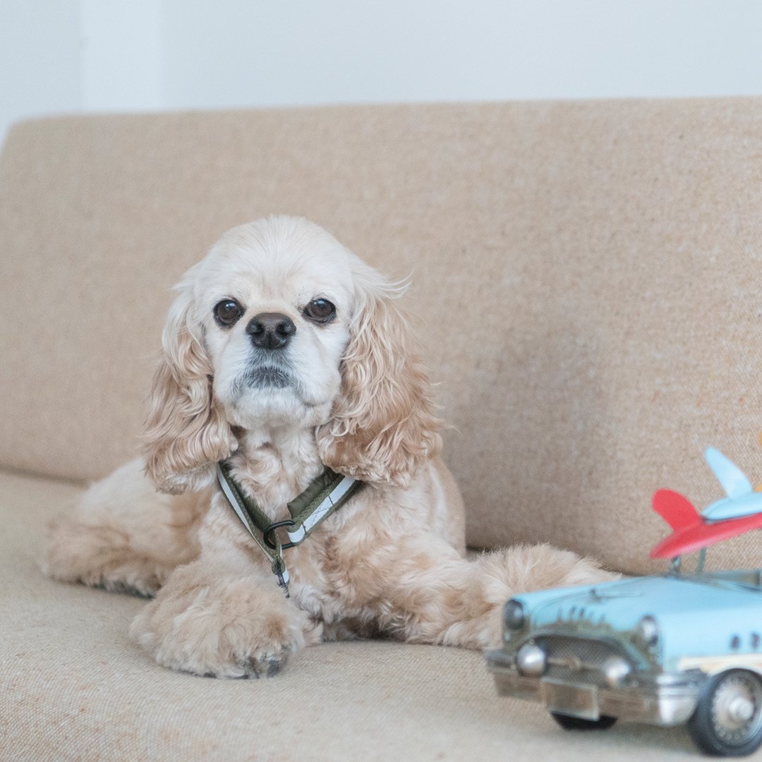 Cocker Spaniel Festival 2022 コッカーが数百頭が集まる大きな