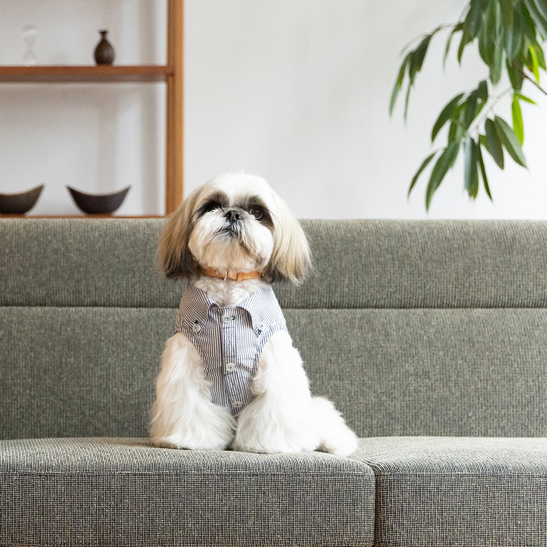 Shih Tzu 2022 シーズーが数百頭が集まる大きなシーズーオフ会が開催