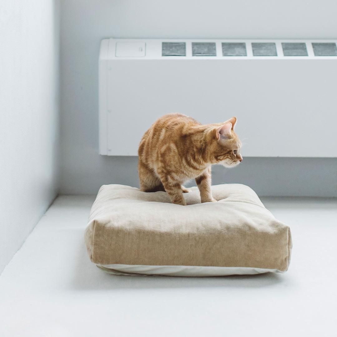 コットンダブルフェイス スクエアベッド - ドッググッズ・猫グッズ通販