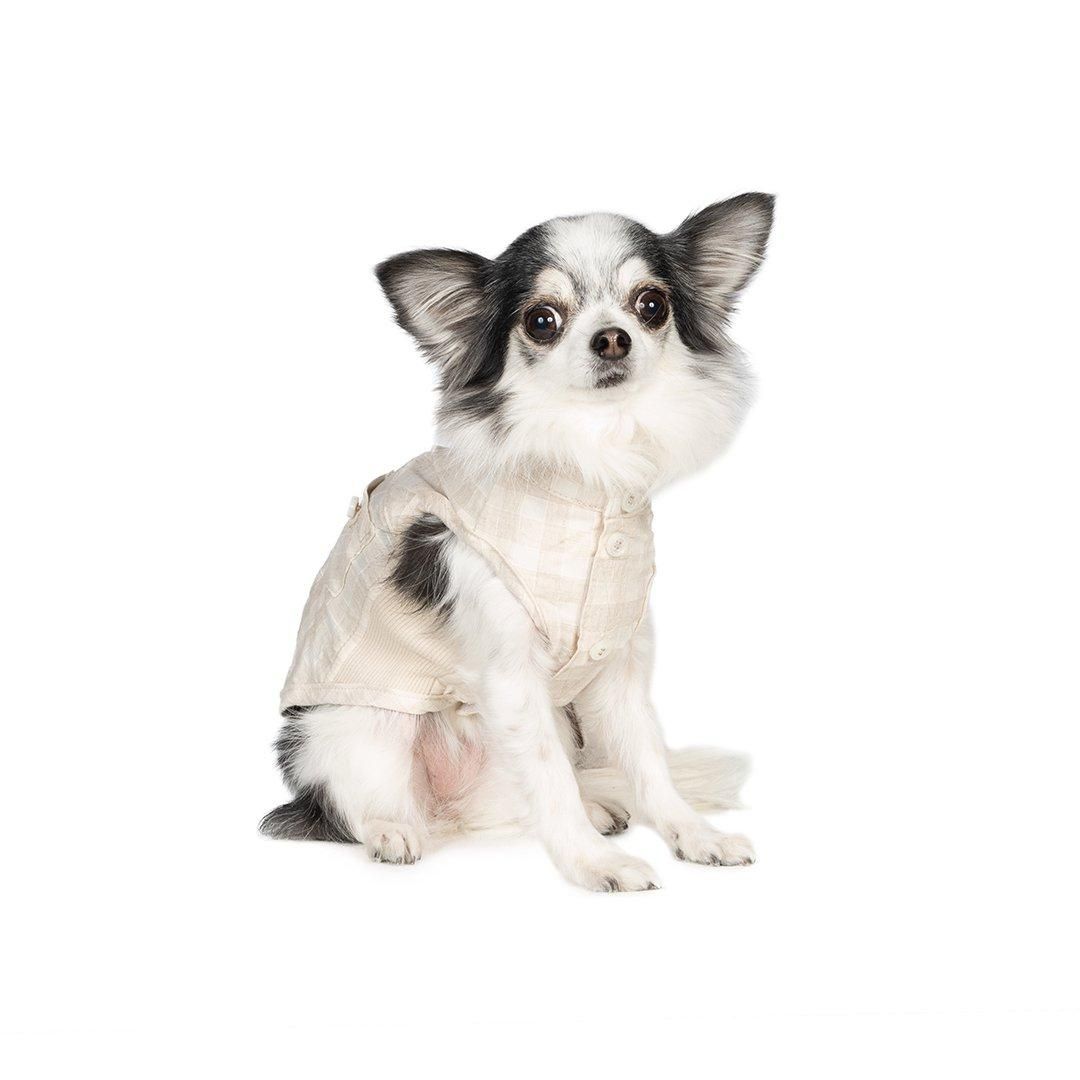 チワワフェスティバル2024 チャリティ撮影会予約ページ