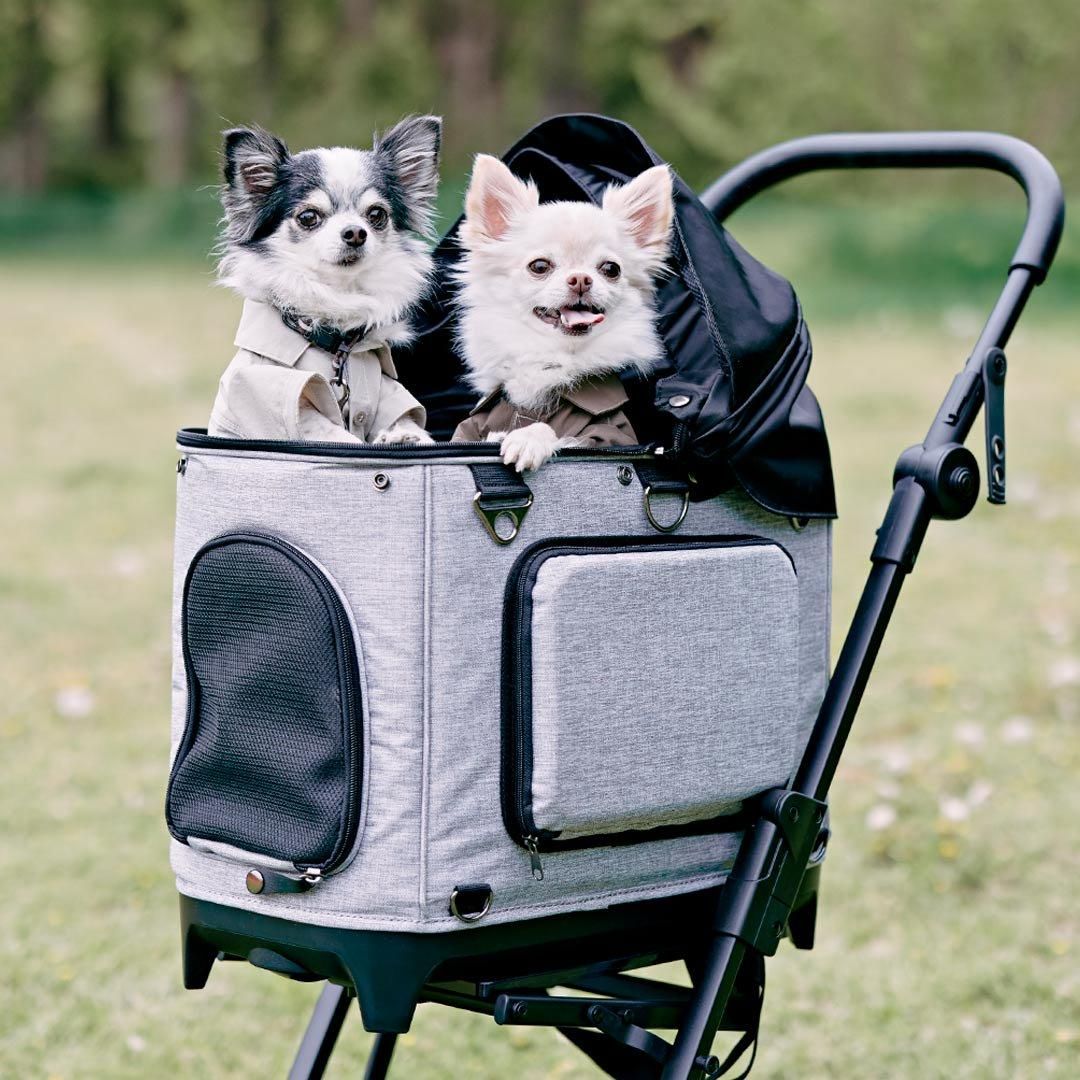 チワワフェスティバル2024 チャリティ撮影会予約ページ