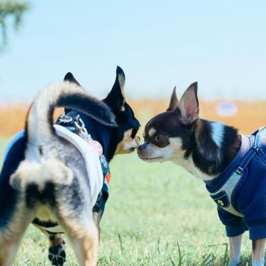 եƥХ 2025 ɥåͽں