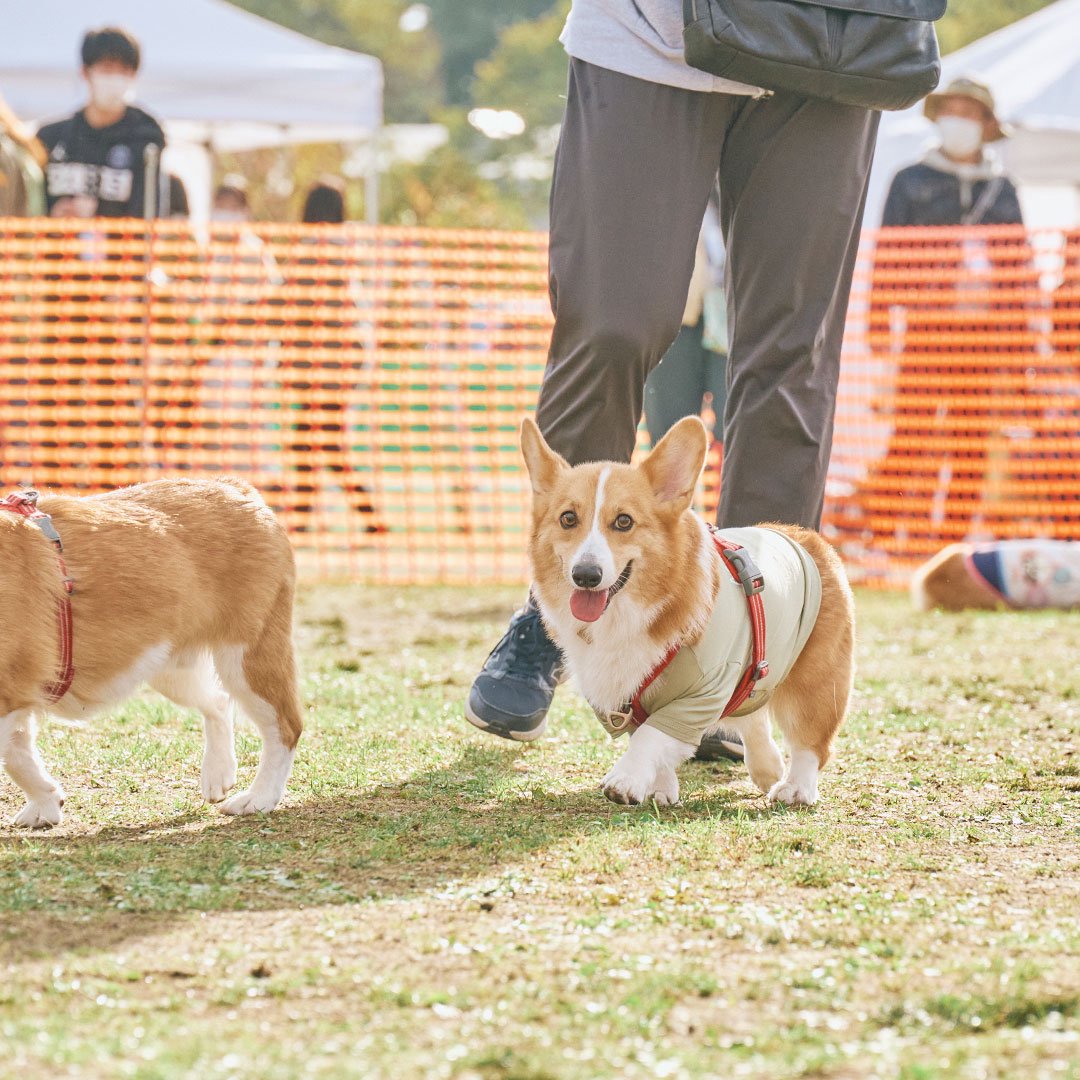 コーギー様 確認ページ - 犬用品