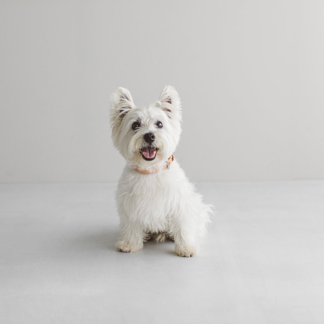 West Highland White Terrier MEET UP 2023 ペキニーズ数百頭が集まるビッグなフェスティバルが開催決定しました！