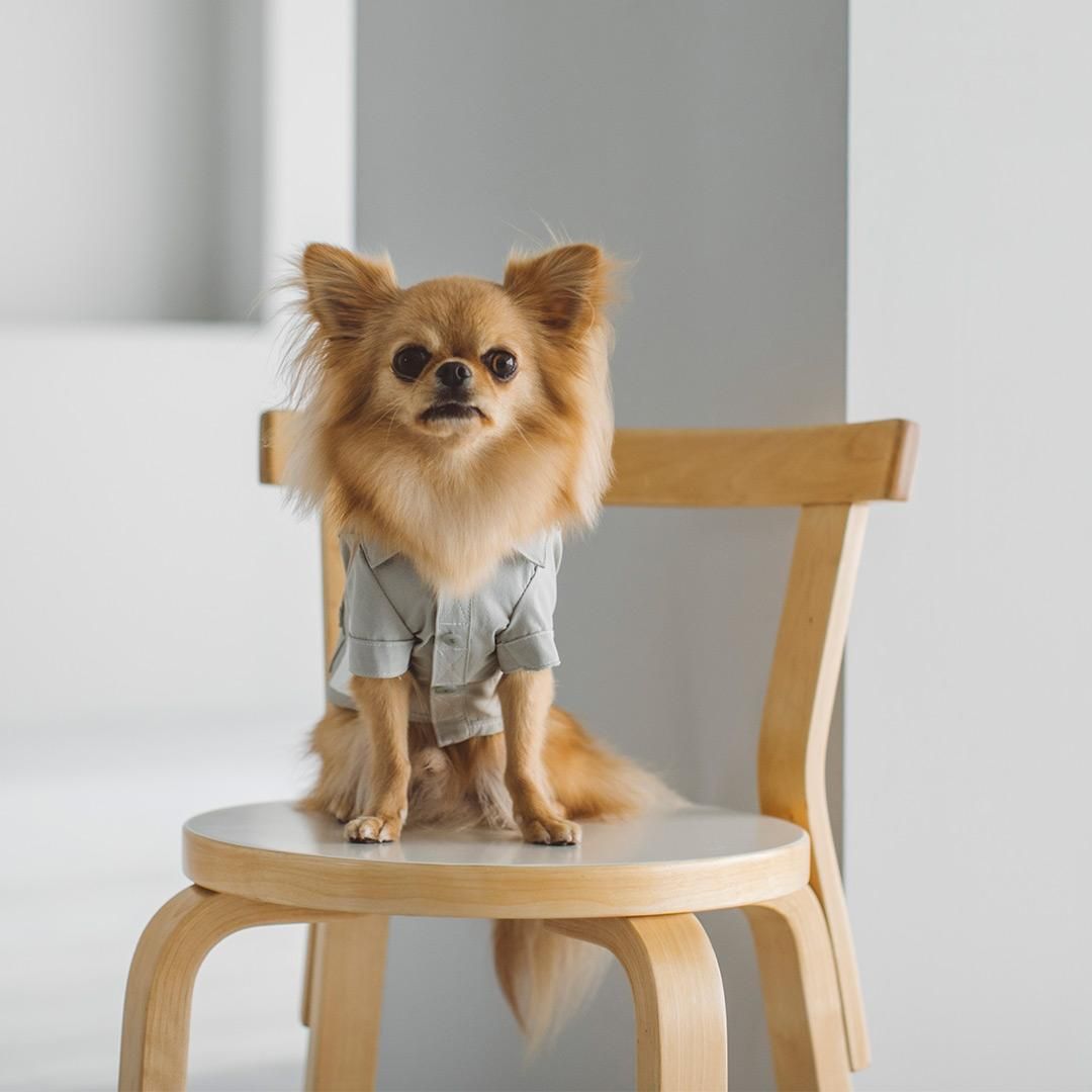 新品 犬服 freestitch フリーステッチ ストレッチ ワークシャツ 楽天市場】【20%OFF!!】【犬 服】【ドッグウェア】ストレッチ