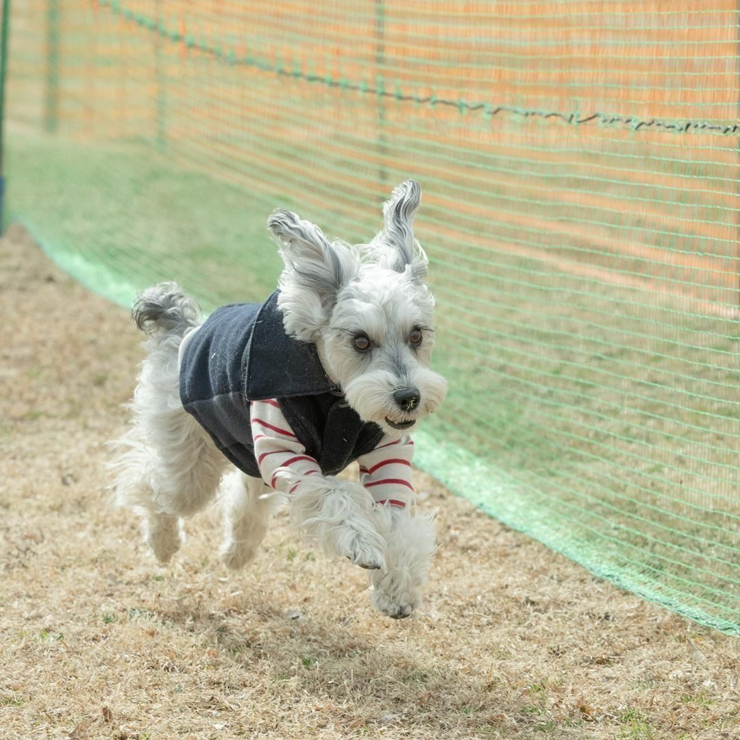 シュナウザー シュナウザーミートアップ202 50mスプリント&ハードル走予約ページ