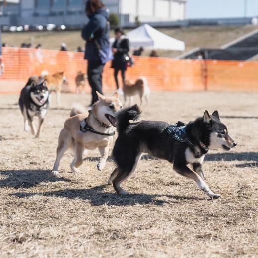 ƥեƥХ 2025 ɥåͽں