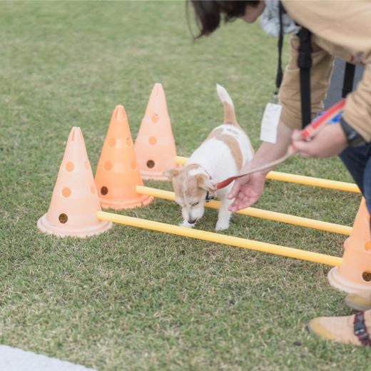 ååƥꥢեƥХ2025ΥեBϥƥͽڡں