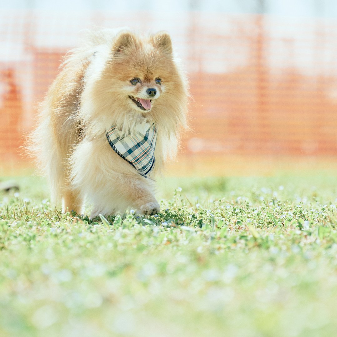 Pomeranian MEETUP 2024 ドッグラン利用予約ページ