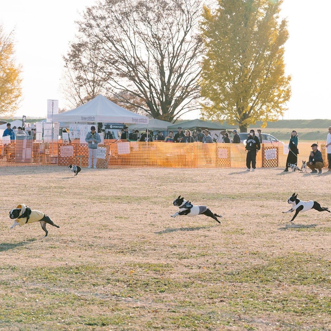 ボストンテリアフェスティバル2025 30mスプリント予約ページ