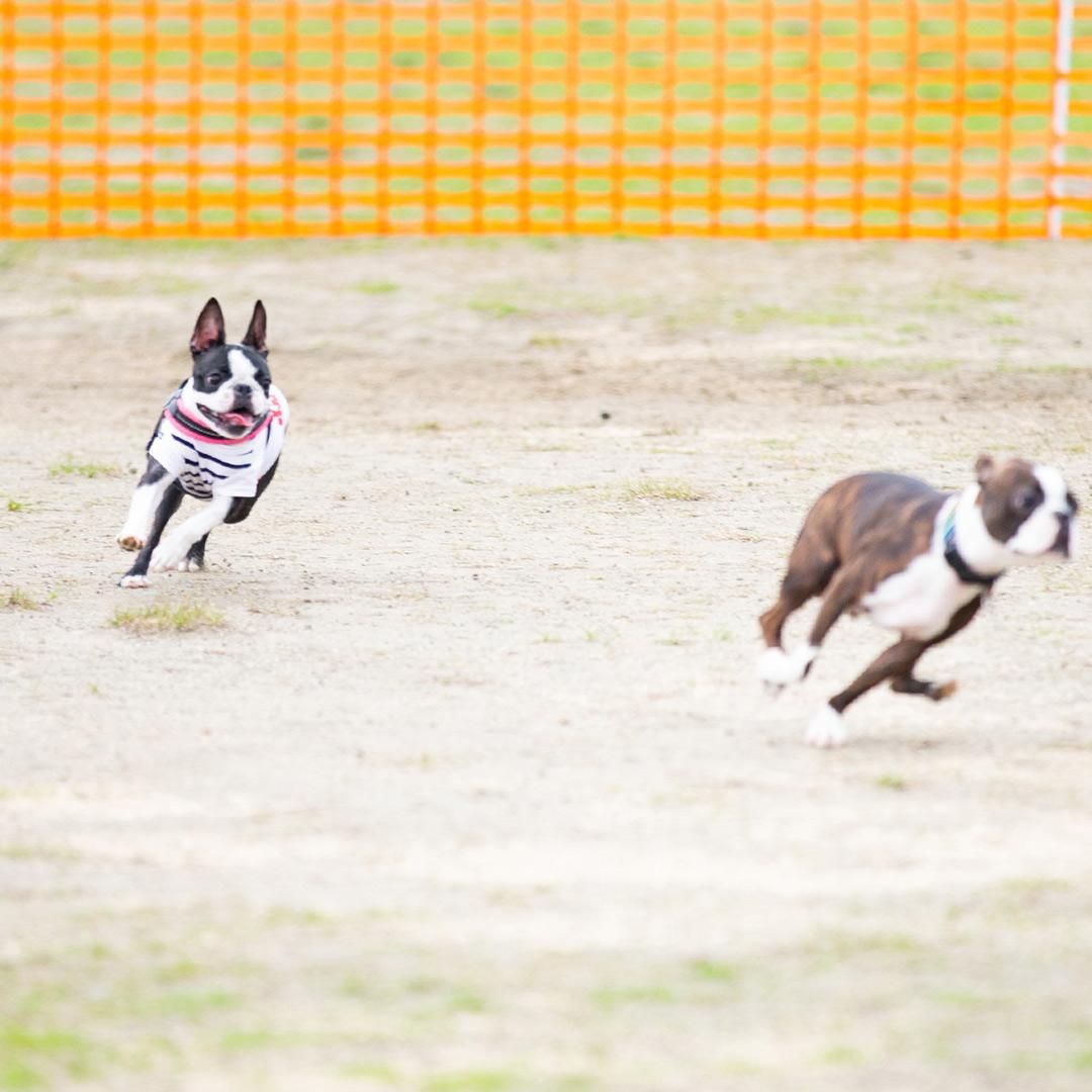 ボストンテリアフェスティバル2025 30mスプリント予約ページ