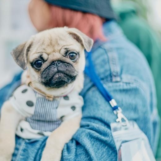 パグ様 CD】「VAZZROCK」bi-colorシリーズ4thシーズン⑥「大黒 岳×名積ルカ