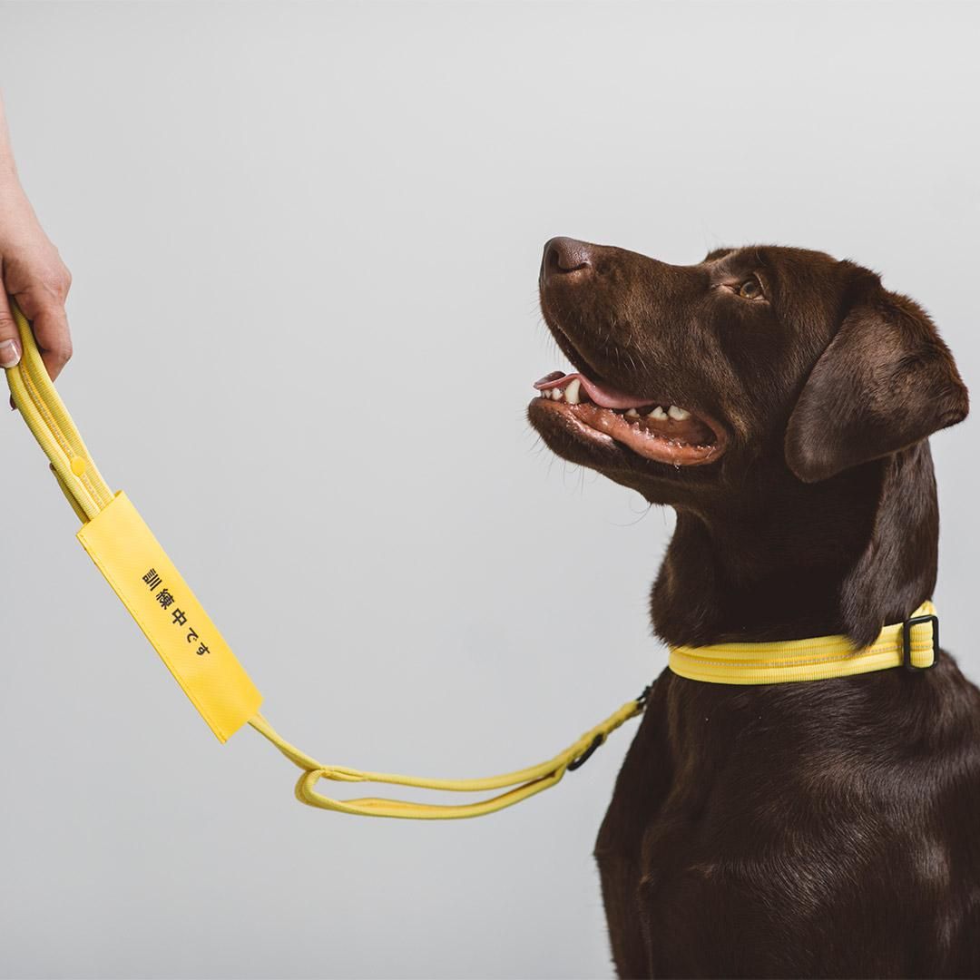 イエロードッグプロジェクト ケアタグ - ドッググッズ・猫グッズ通販