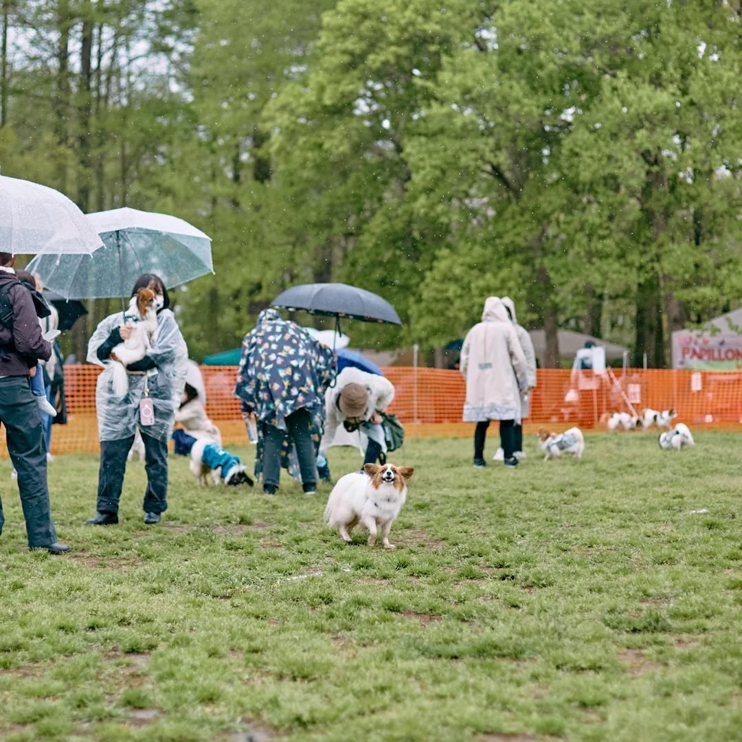 2025/4/13(日)パピヨンミートアップ2024 ドッグラン利用予約ページ