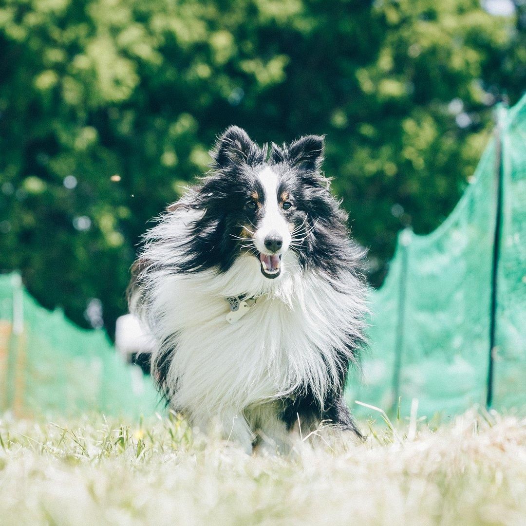 シェルティミートアップ2025 50mスプリント&ハードル走予約ページ