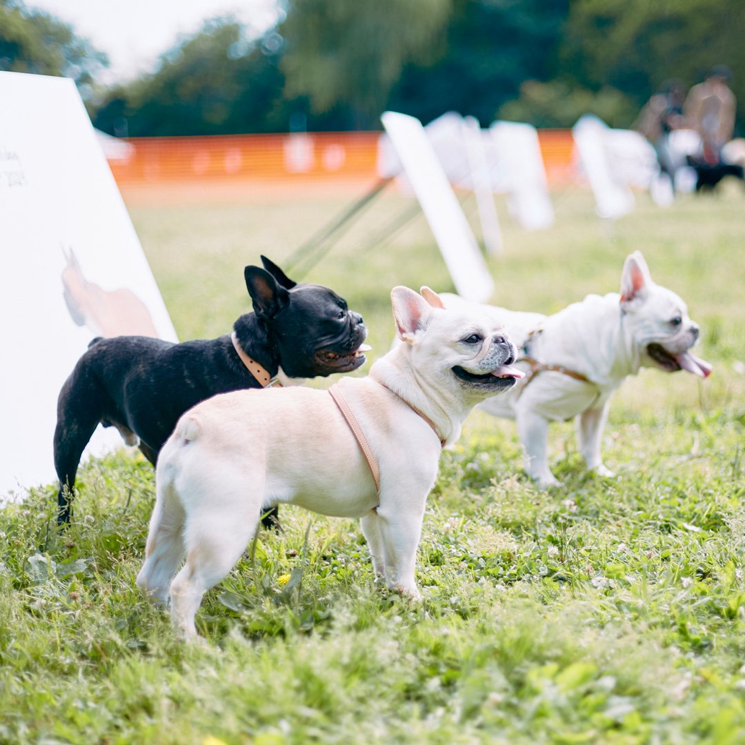 French Bulldog MEET UP 2023 フレンチブルドッグが数百頭が集まる特別