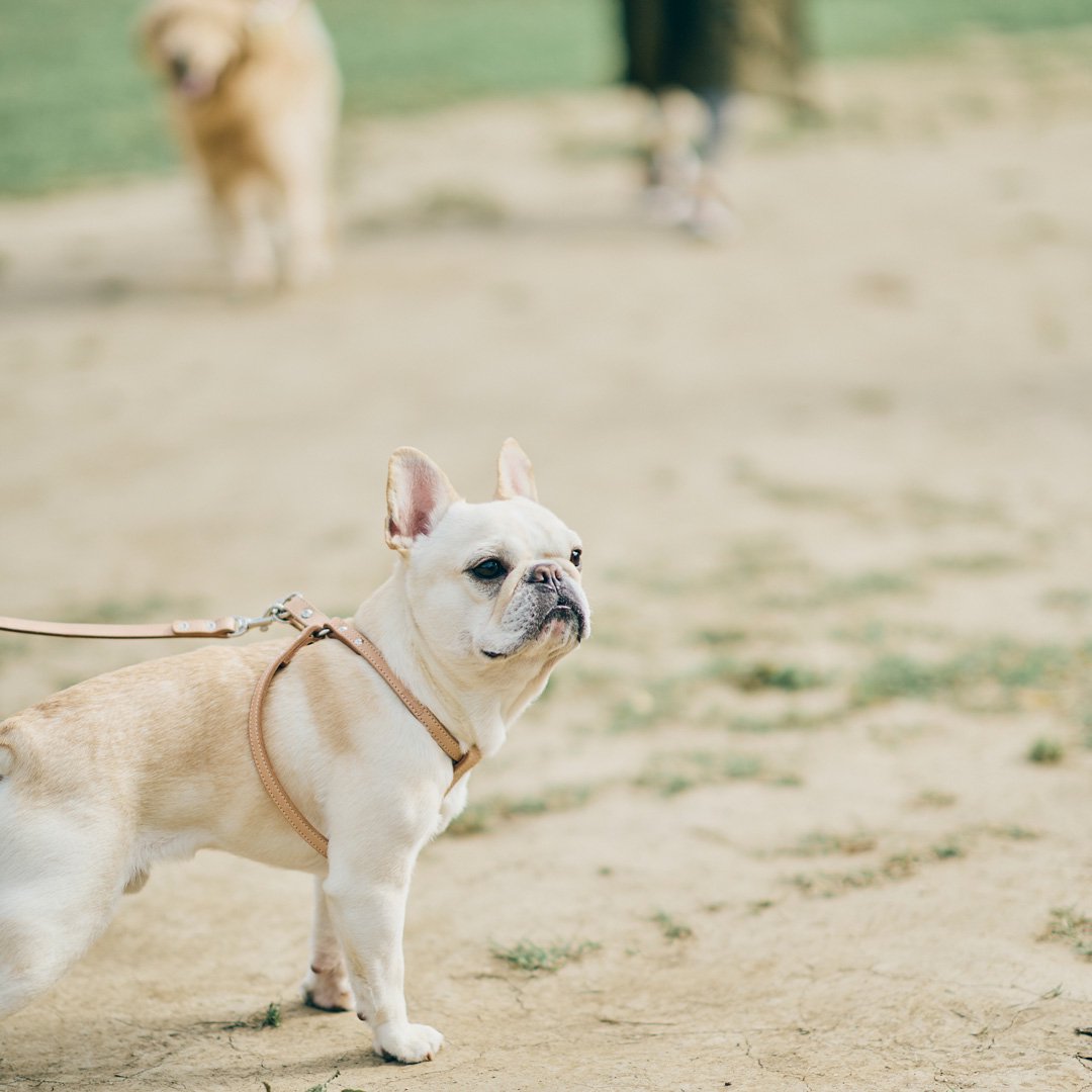 French Bulldog MEET UP 2023 フレンチブルドッグが数百頭が集まる特別