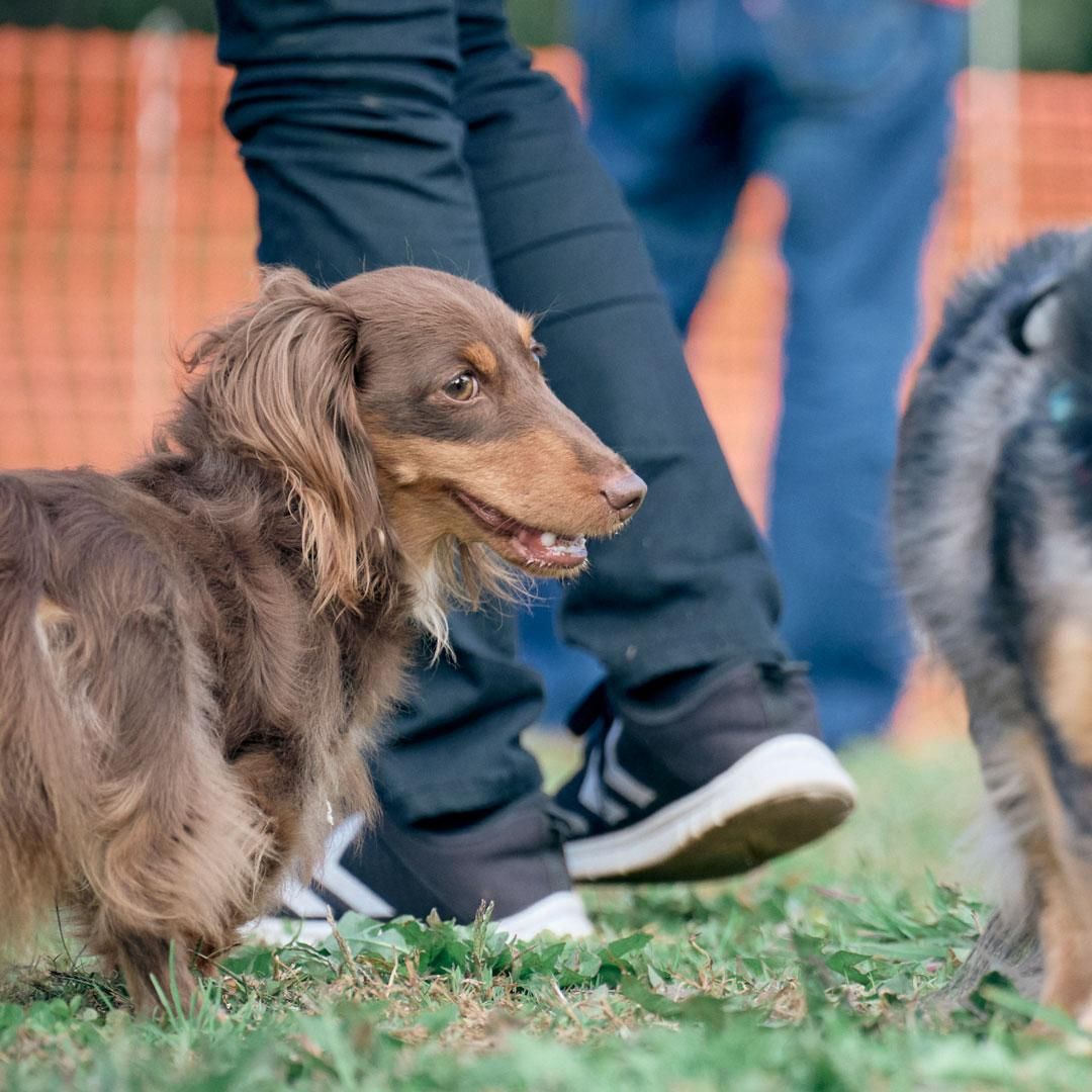 Dachshund MEET UP 2023 ダックスフンドが数百頭が集まる特別な