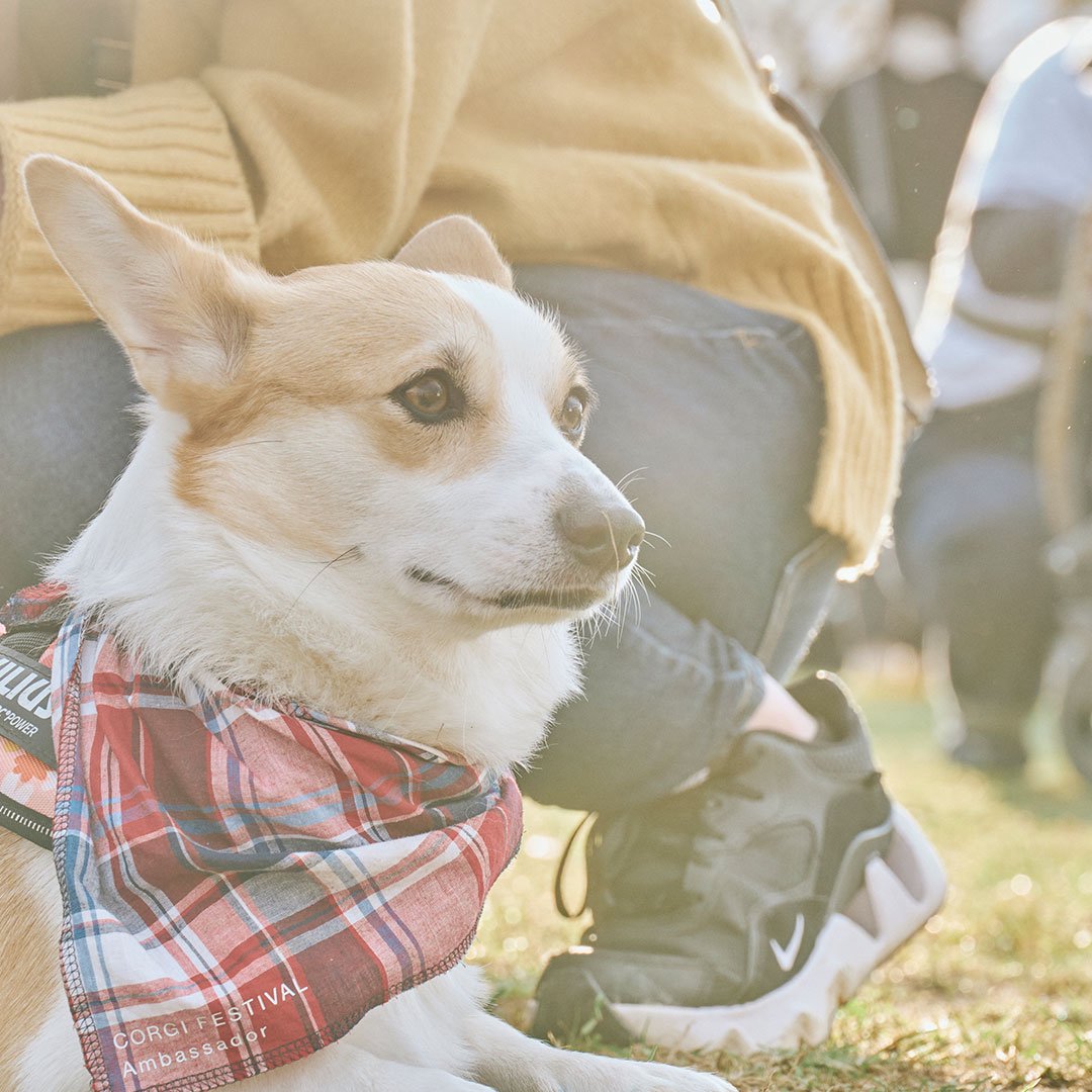 Corgi Festival 2023 コーギーが数百頭～千頭集まる特別なオフ会