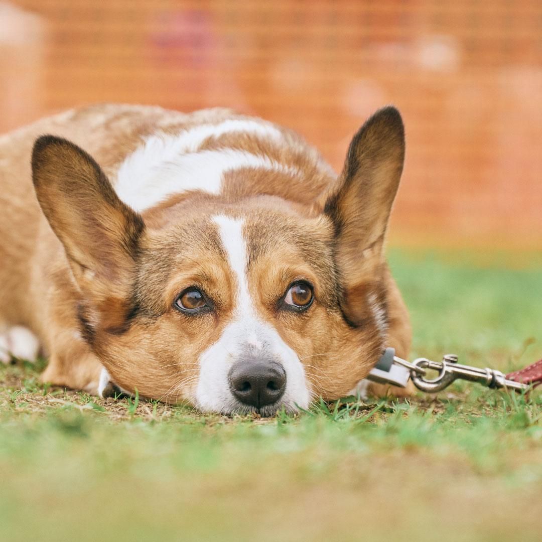 コーギー様 確認ページ - 犬用品