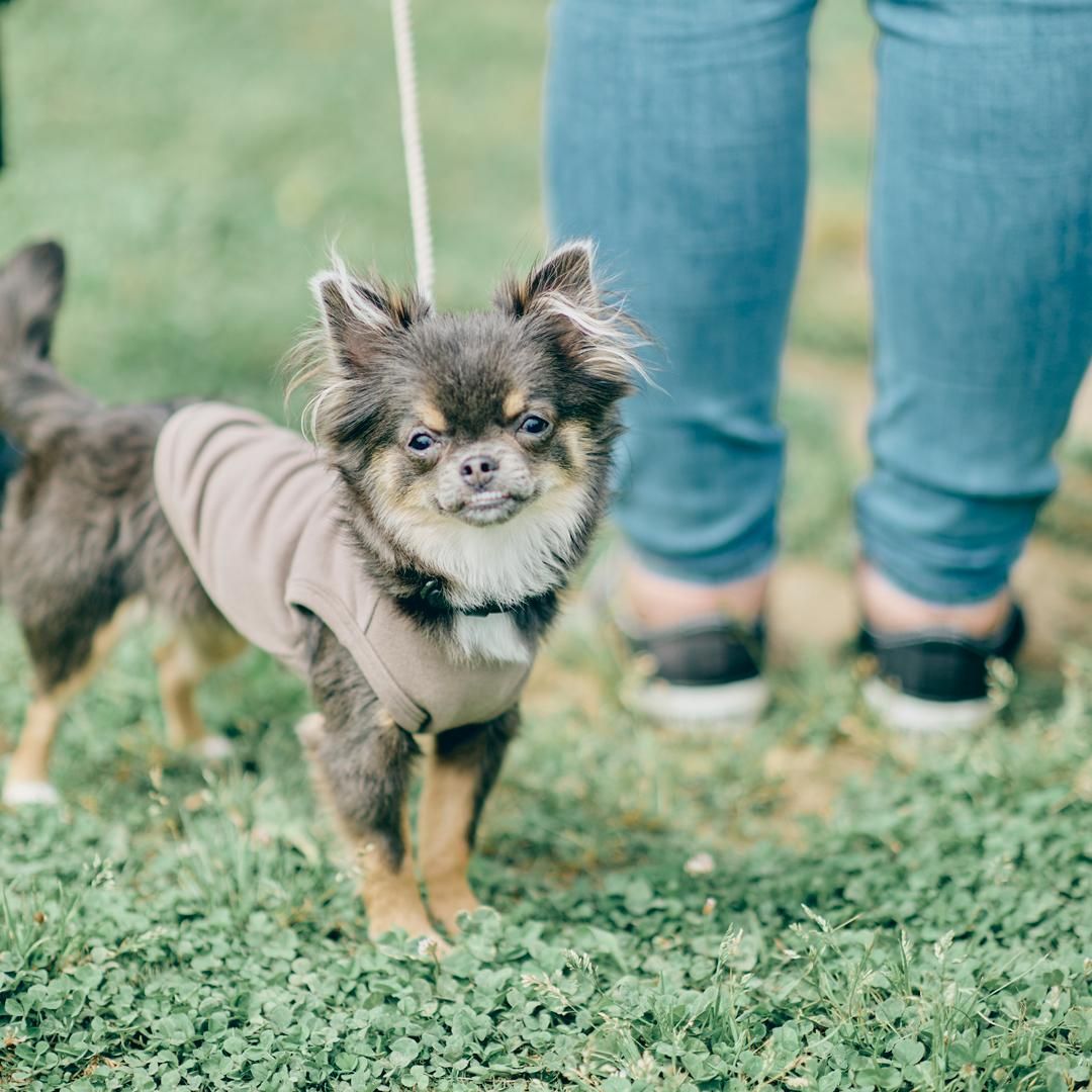 Chihuahua Festival 2023 チワワが数百頭～千頭集まる特別なオフ
