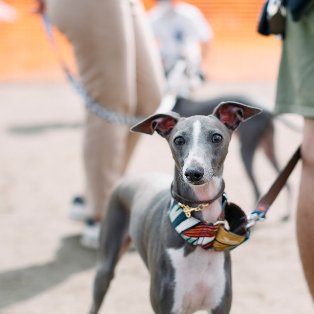 Italian Greyhound Festival 2023 イタグレが数百頭～千頭集まる特別なオフ会イベントが開催決定しました！