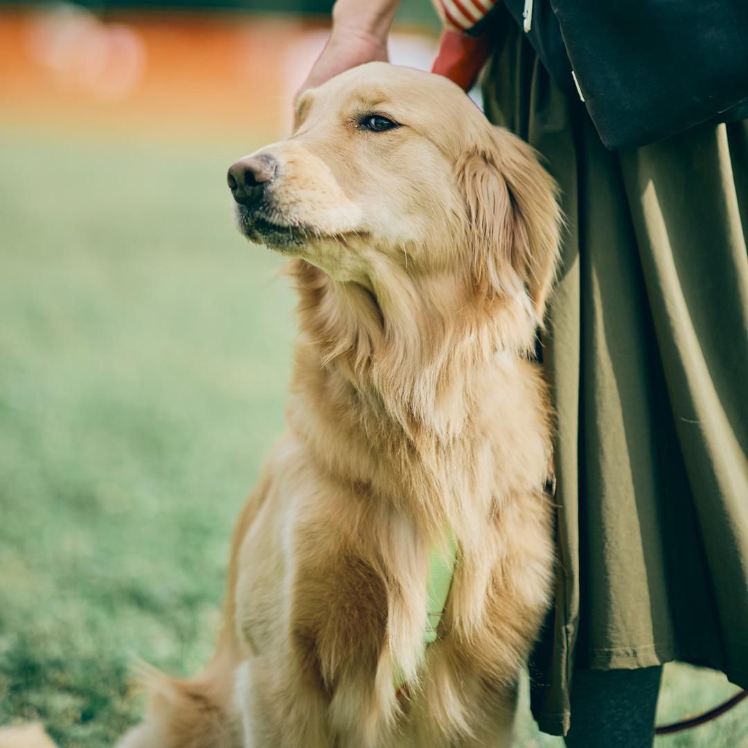 Retriever Day 2023 レトリーバーが数百頭～千頭集まる特別なオフ会イベントが開催決定しました！