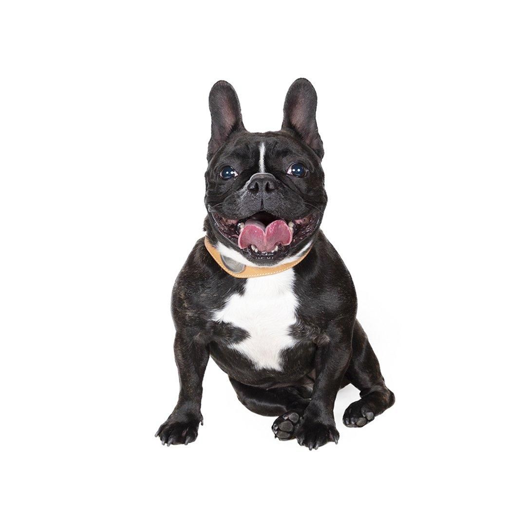 より豊かな暮らしを愛犬と フリーステッチ（free stitch）はシンプルで