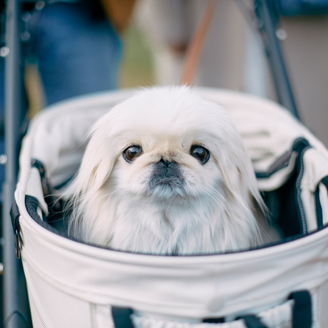 100％本物保証！ ぺきにーずあいてむシリーズの ベッド ペキニーズ 犬