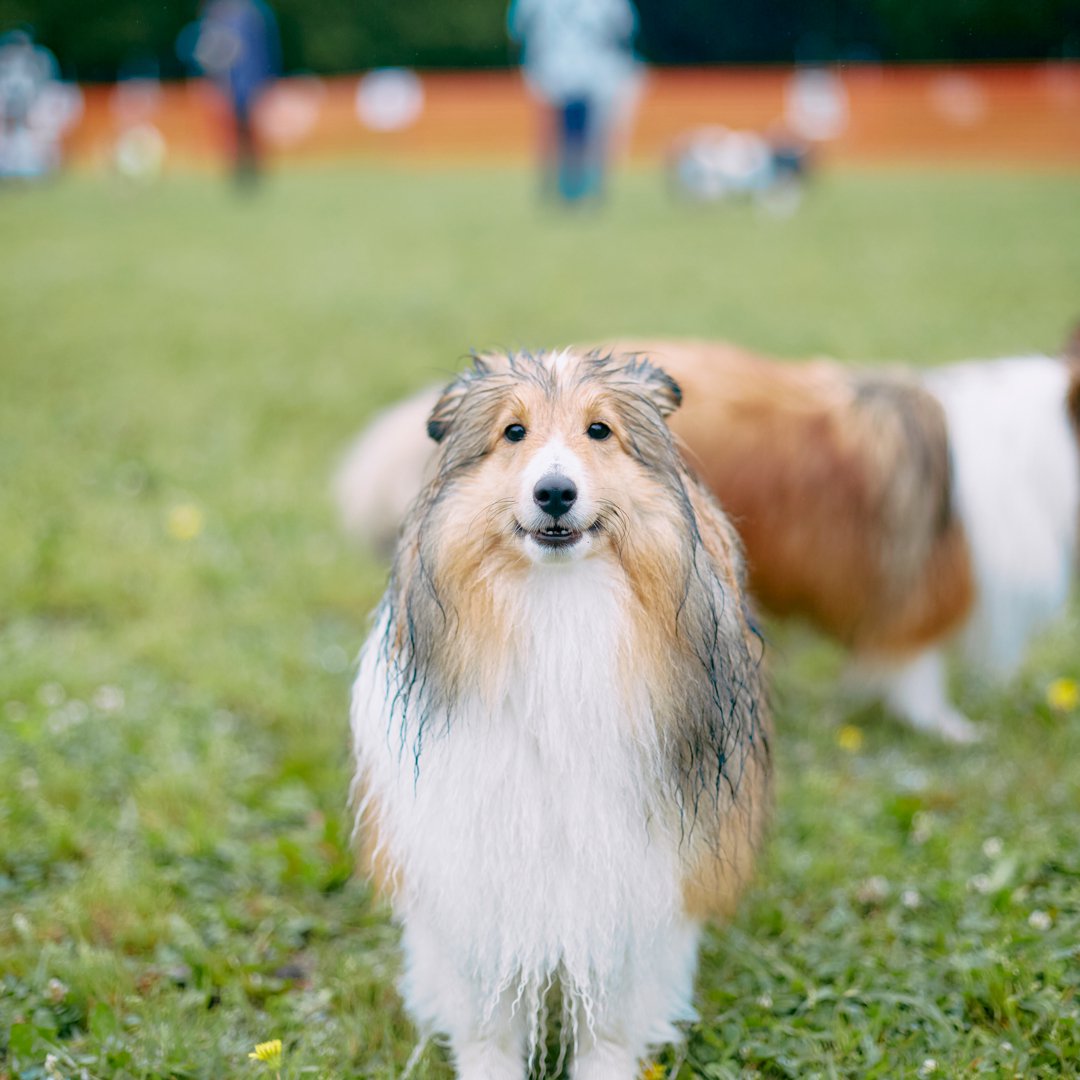 引取限定 犬 置物 コリー シェットランドシープドッグ オブジェ モニュメント - 置物