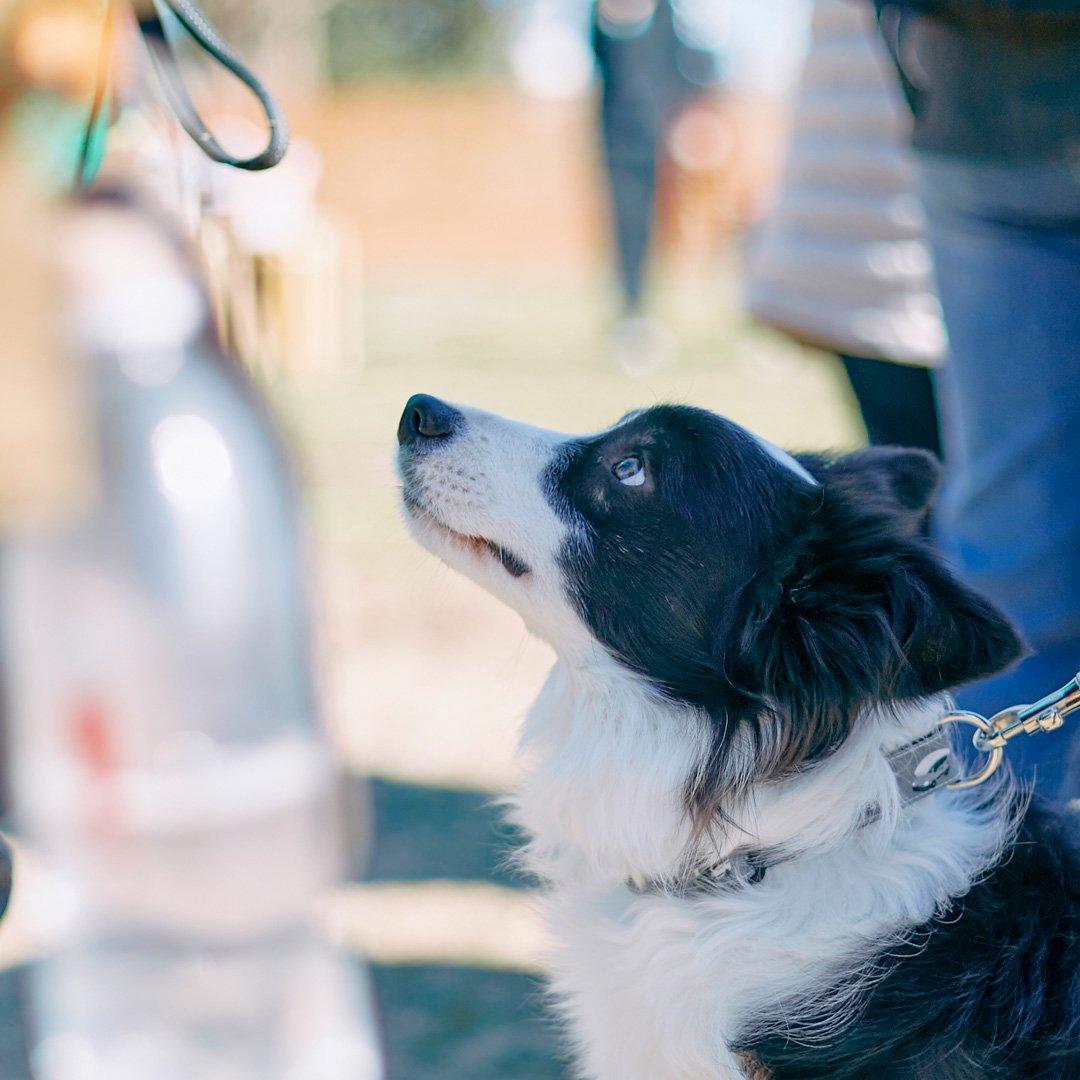 Border Collie MEET UP 2024 数百頭が集まる大きなボーダーコリーオフ ...