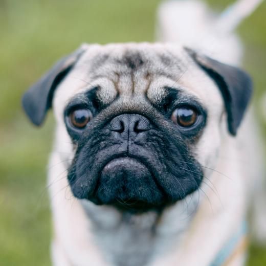 パグ - ドッググッズ・猫グッズ通販 free stitch（フリーステッチ）