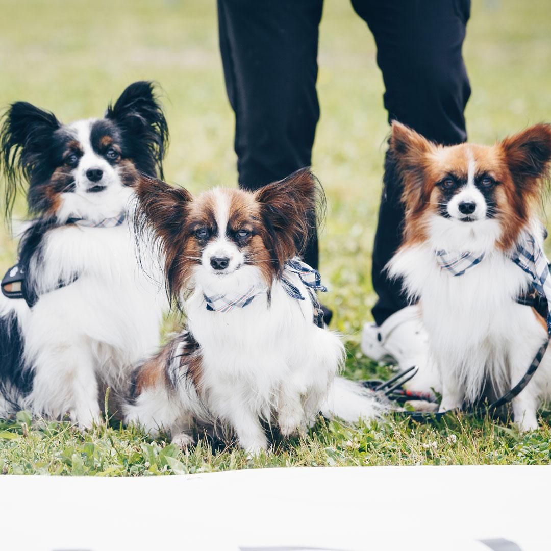 2024年5月25日(土)Papillon MEET UP 2024 数百頭が集まるパピヨンオフ