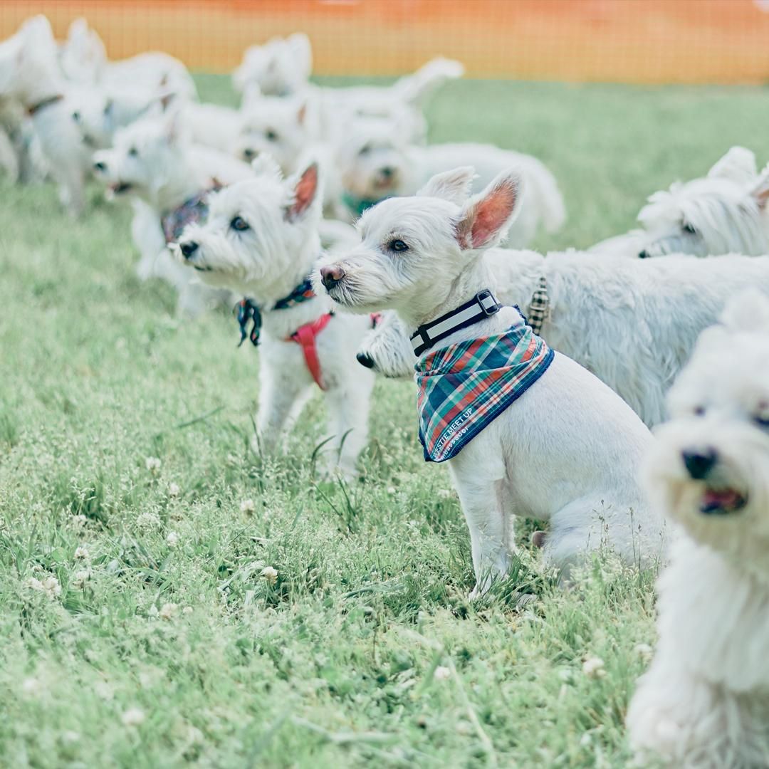 West Highland White Terrier MEET UP 2024 数百頭が集まる大きなウエスティオフ会が開催決定しました！