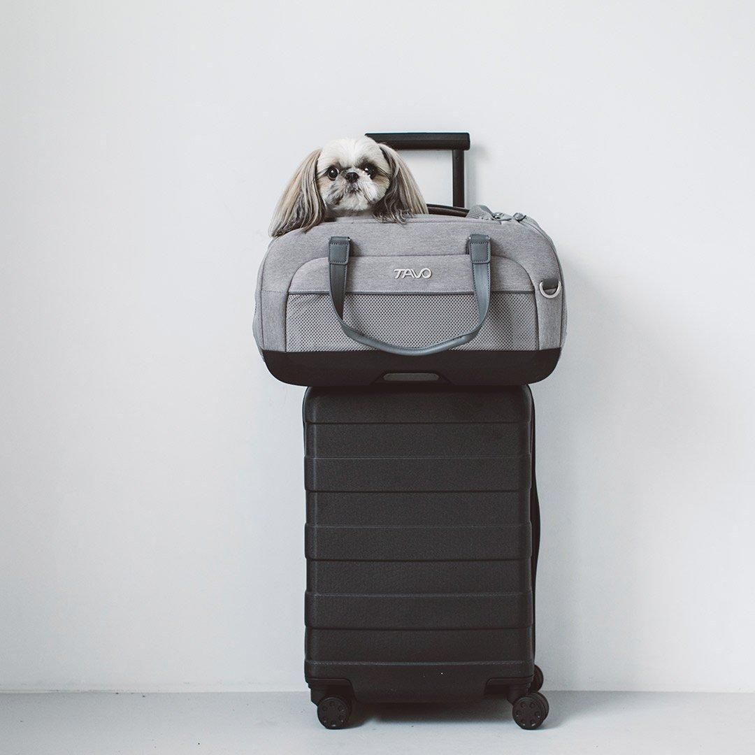 TAVO Dupree デュプリー - ドッググッズ・猫グッズ通販 free stitch