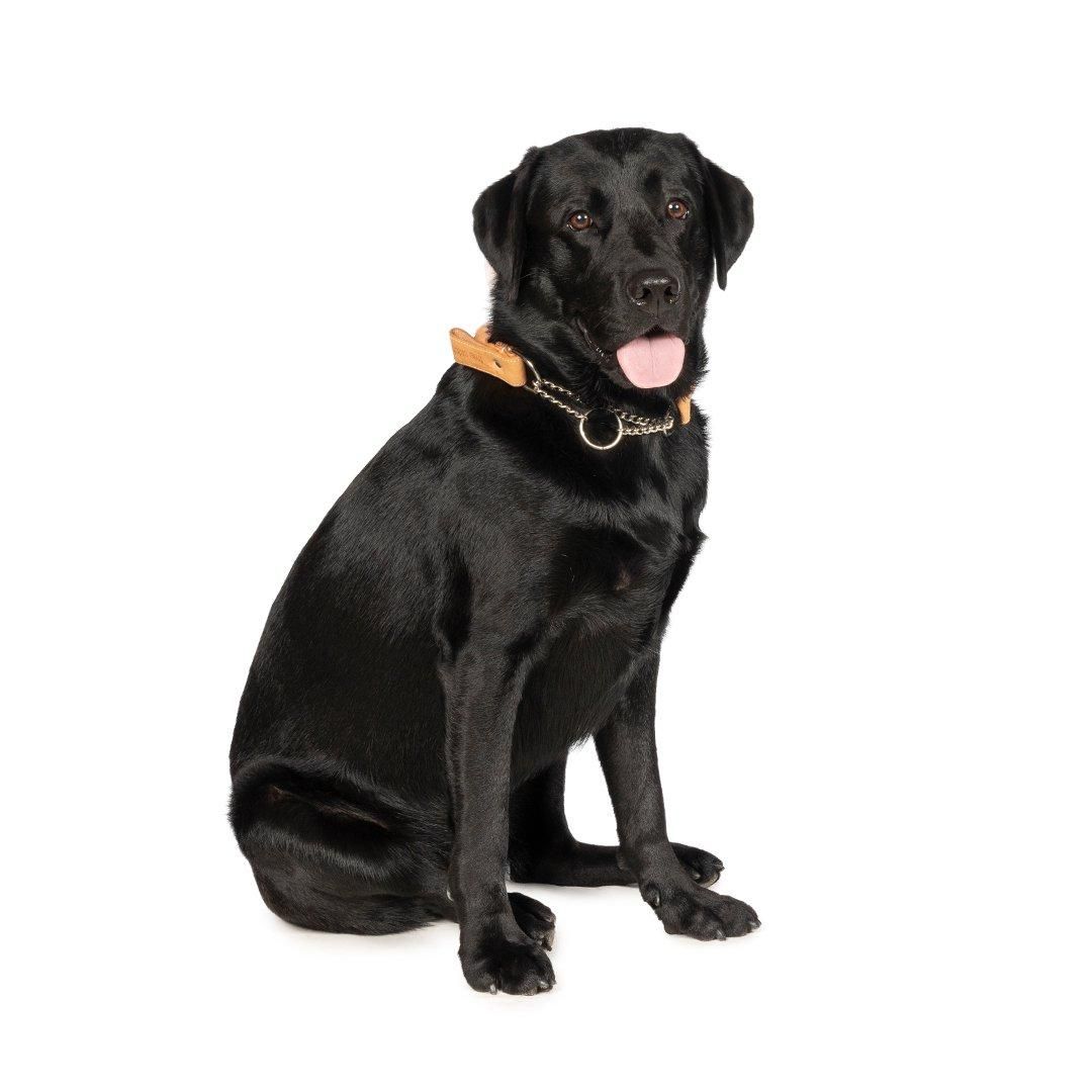 より豊かな暮らしを愛犬と フリーステッチ（free stitch）はシンプルで