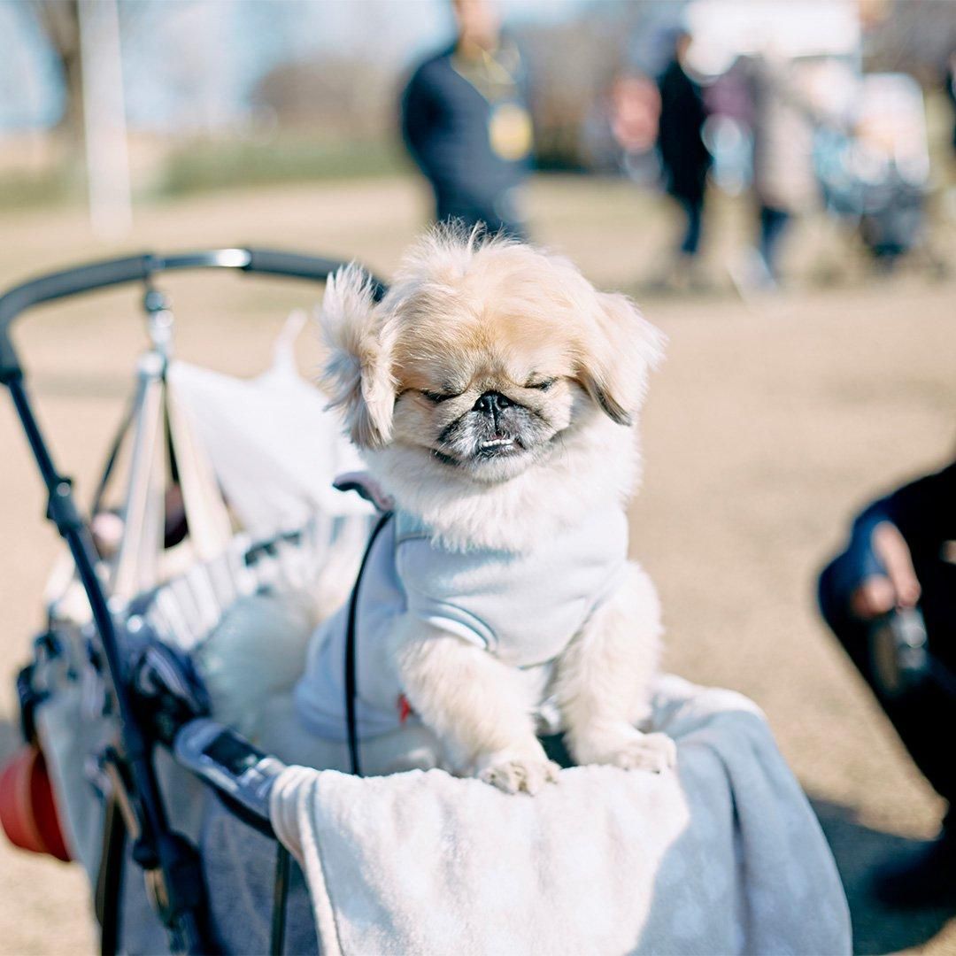 2025/2/9(日) ペキニーズミートアップ2025 ペキニーズが数百～千頭