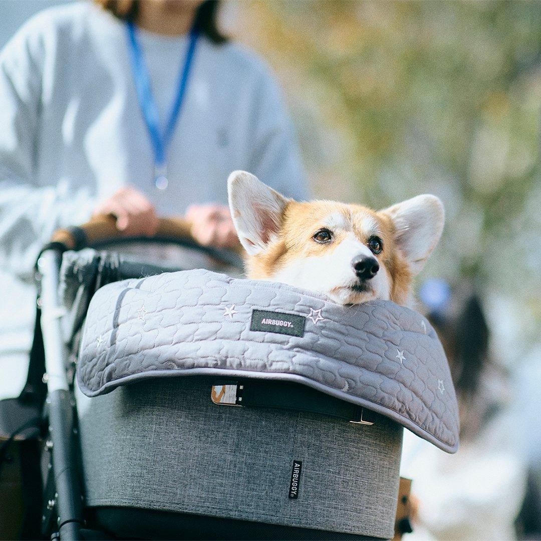 2025/2/23(日) コーギーフェスティバル2025 春コーギーが数百～千頭